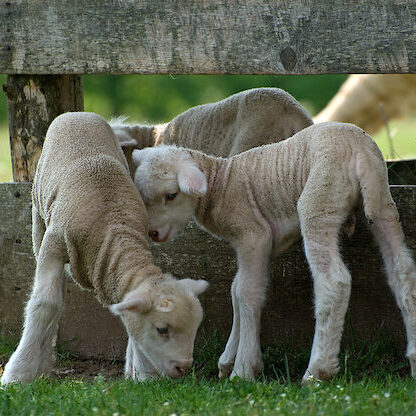 three lambs standing by a fence